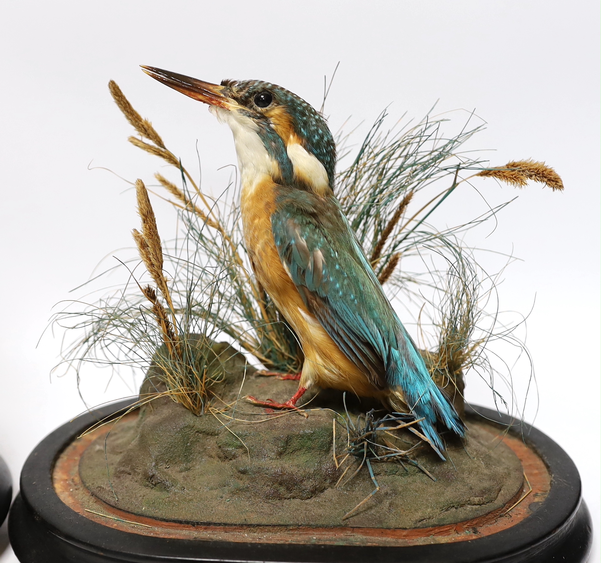 Two 19th century taxidermy birds under glass dome: a Kingfisher and a Great Spotted Woodpecker, 22cm high
